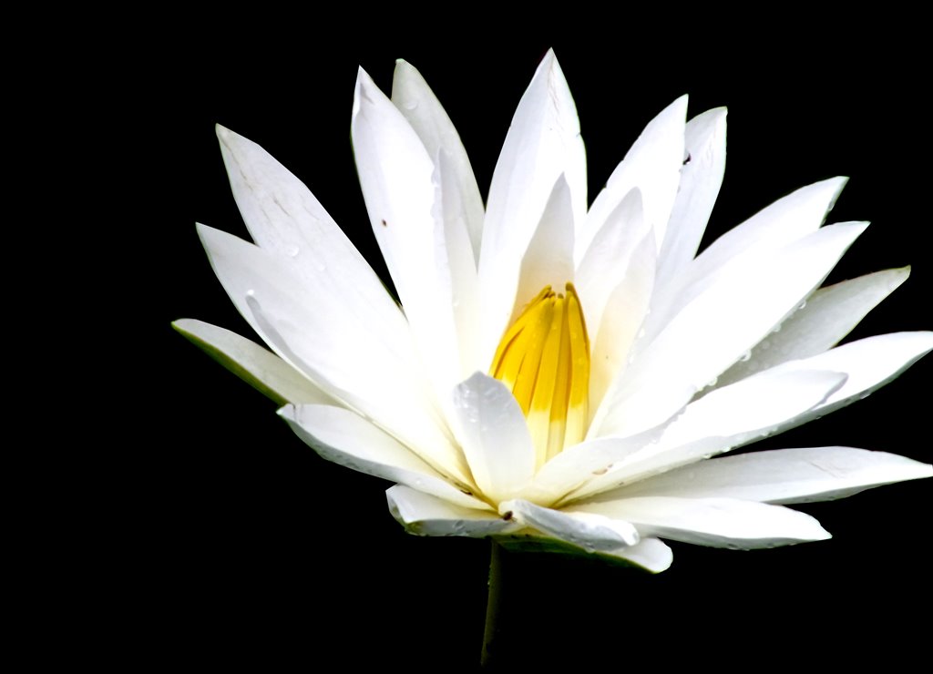 Bunga Teratai Putih Cantik