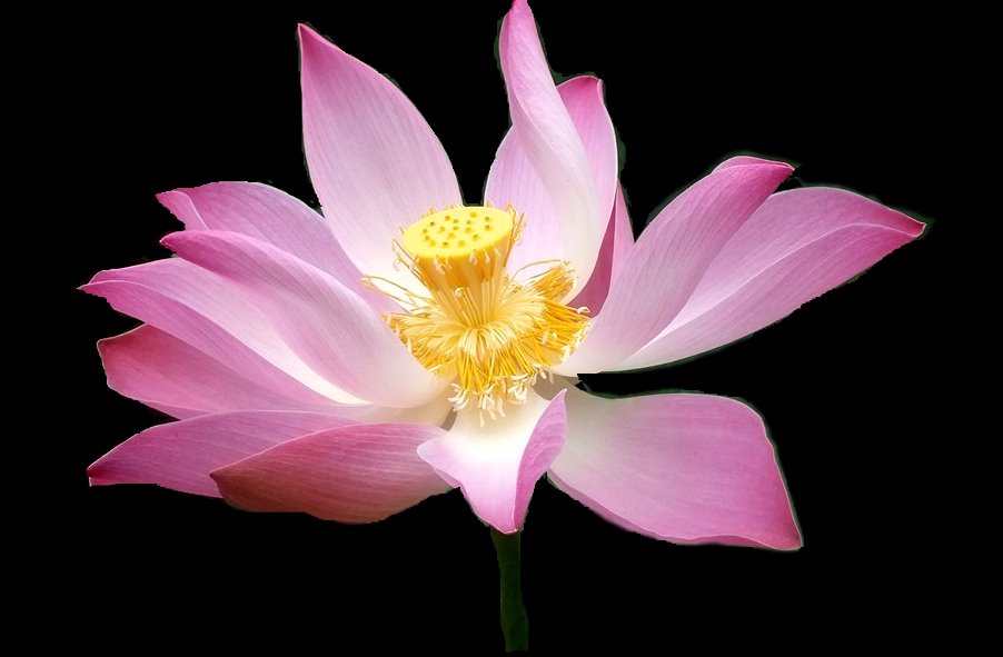 Lotus atau Bunga Seroja Itu Enak Dilihat